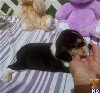 beagle puppy posted by Grannys Treasures